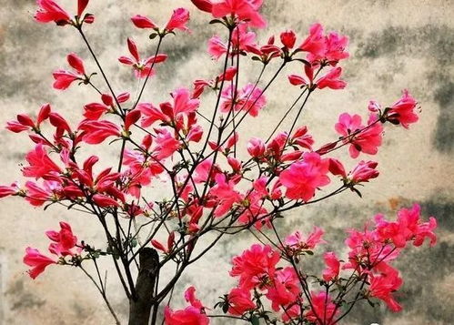 冬季休眠， 施肥要谨慎