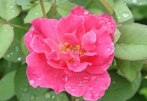 病害管理与修剪