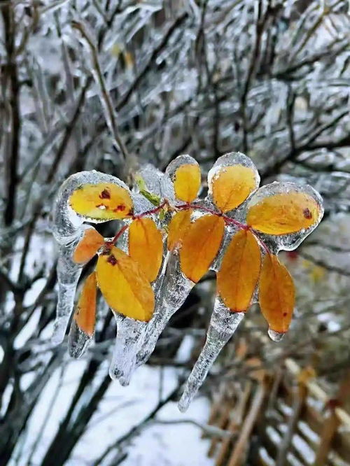 一、树木落叶的原因探究