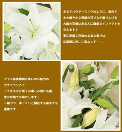 卡萨布兰卡花图片，哪里能找到