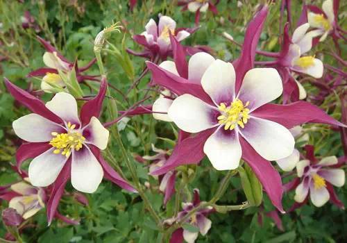 浅根系花卉的特点与应用