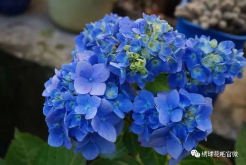 春天 绣球花的狂欢