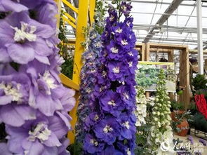 春日花卉展，缤纷盛宴等你来赏