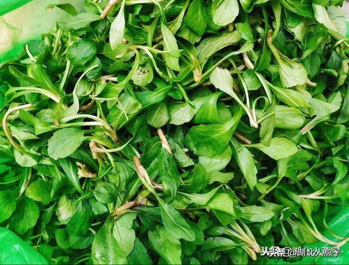 想尝野菜却不知其名？速看