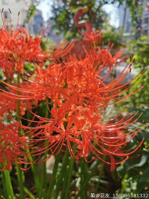 大丽花怎么养才能长花？光照和施肥是关键吗