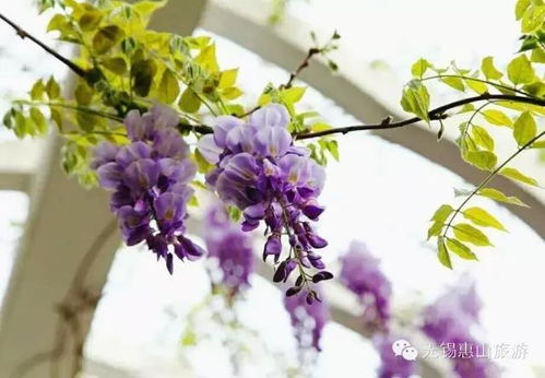 移栽的温度小秘密