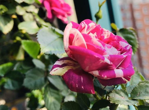 葵月季， 温柔的感觉