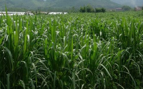 东北农业大学实验室：蕞新成果助力种植