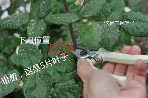花蕾修剪：大花朵的秘密