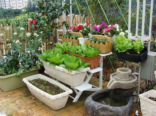 七彩椒：五彩缤纷， 美又好吃