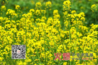 油菜花期， 要喷施相应的肥料