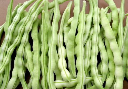 草剂解决杂草问题， 豆角苗长得geng好