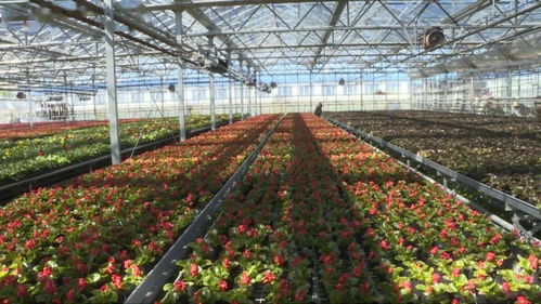 芙蓉种植过程中，如何进行科学育苗和管理