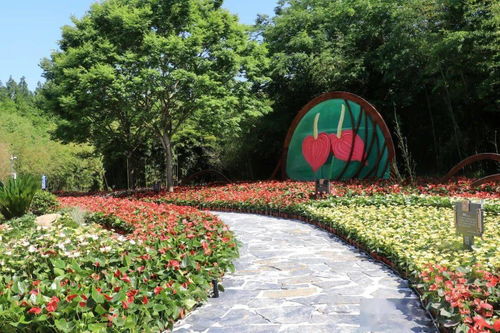 紫菀和银叶菊， 颜色搭配得太好了