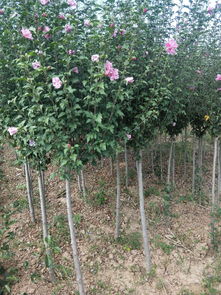 覆盖保暖， 保护根茎