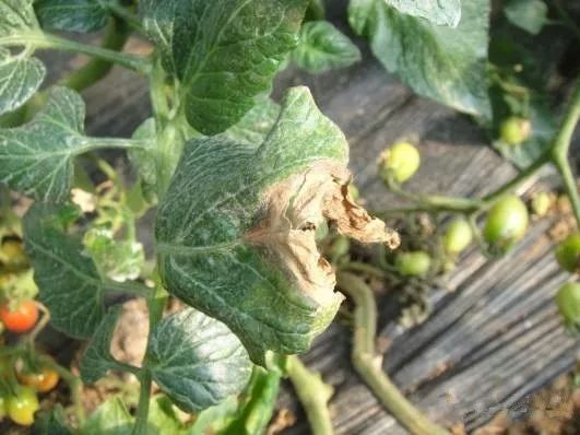 药剂防治不可少