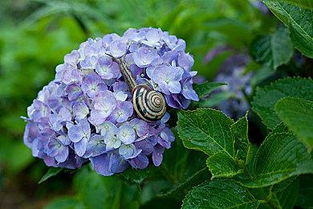 冬季绣球花的保暖与防冻小贴士