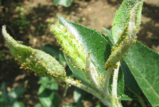 夏玉米南方锈病的病害防治是否会对环境产生影响？