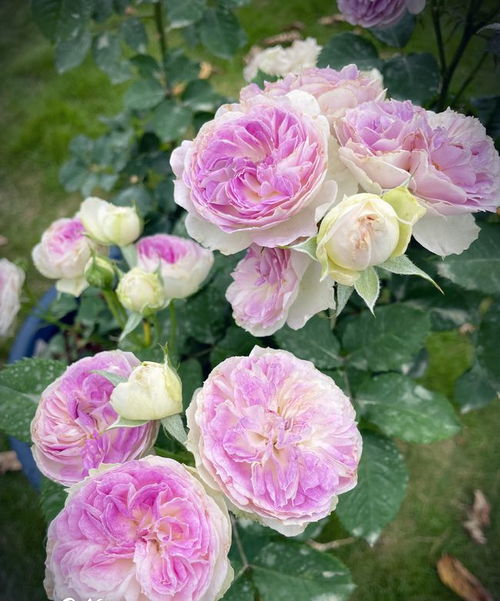 蓝月石月季的花期究竟有多长呢？