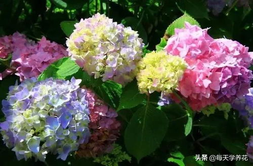 “秋季种植绣球，秋季花开指南！”