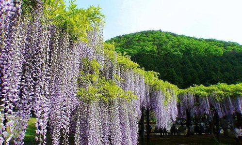 紫藤花在院子中的种植位置