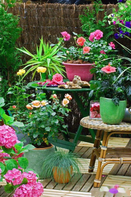 农村大街种花的心得