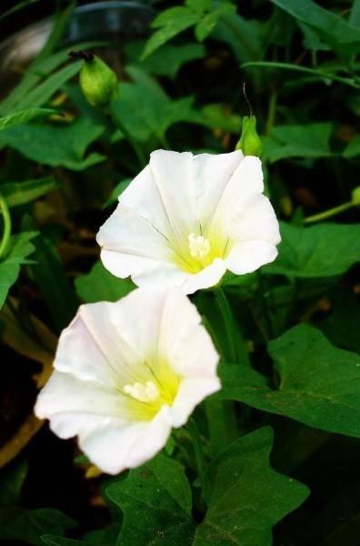 旋花科牵牛属，梦幻藤蔓新宠