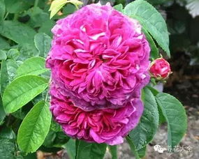 阿默尔兰月季Ammerland的花期详解