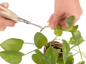 浇水和温度：适宜的浇水量和温度