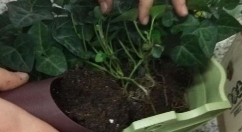 施肥之道：长青藤的生命之源