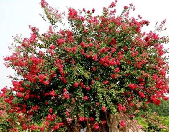 大门种植， 传统寓意