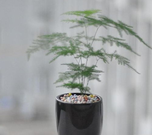 文竹开花臭味之谜，为何如此刺鼻