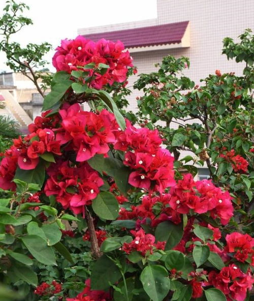 梅花的花期影响因素