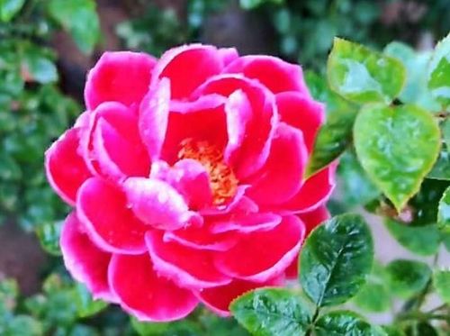 月季花冬天浇水需要注意什么有什么特别的冬季浇水方法吗