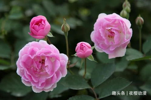 林肯先生：经典中的经典