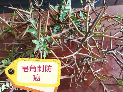 寻找皂角树苗的靠谱之路：揭秘三大购买渠道