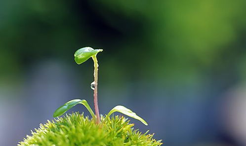 白兰树的养护秘诀