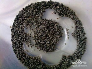 薰衣草花种子，如何播种才能发芽