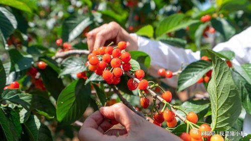 先说说 我们来谈谈种子的清洁问题