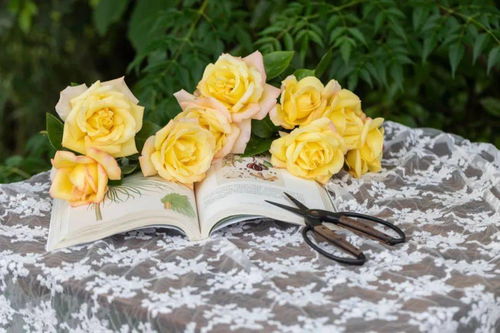 新西兰麦格雷迪月季：传统与现代的奇妙交融