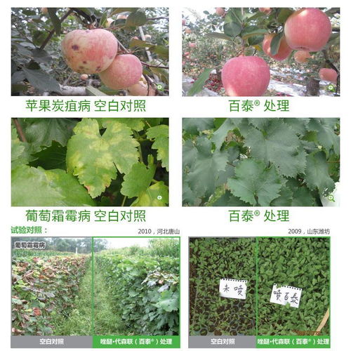 水果篇：番茄、马铃薯，病害不再来