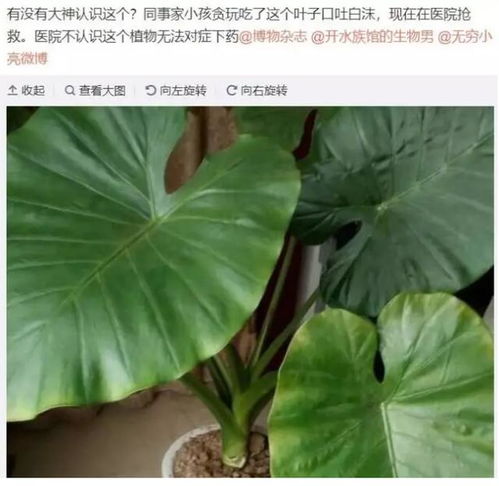 那些神秘又凶险的毒花