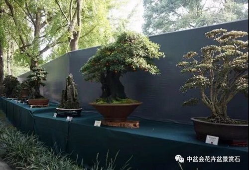 促进文化交流，传承文化