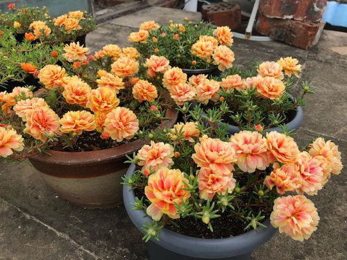 耐热之选：深圳夏日花朵