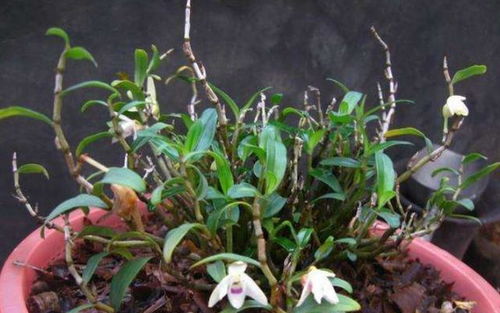 “厨余变宝，养花神器！小叶栀子轻松养爆盆！”