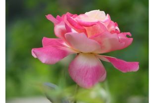 无刺月季花有哪些？让我给你一一道来！