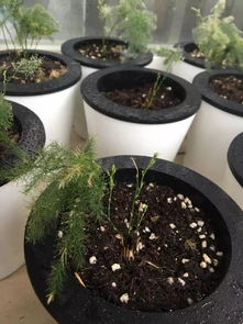 文竹前半截嵌入盆中，后半截悬空问