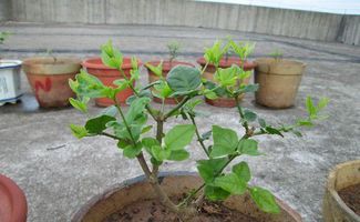 茉莉开花后如何巧妙修剪