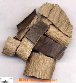 杜仲：城市的绿色守护者