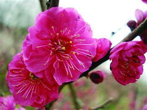 朱砂梅与墨梅：对比鲜明